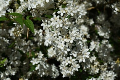 Deutzia gracilis 'Nikko' C10 50-60