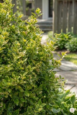 Euonymus fortunei 'Blondy' buske 20-25 cm