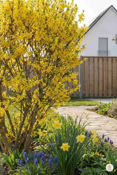 Forsythia intermedia 'Spectabilis' buske 50-60 cm