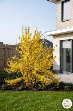 Forsythia intermedia 'Weekend' buske 50-60 cm