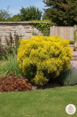 Genista lydia buske 30-40 cm