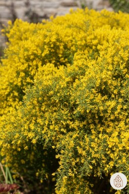 Genista lydia buske 30-40 cm