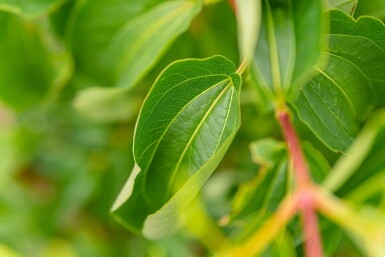 Heptacodium miconioides C5 80-100