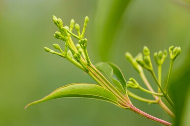 Heptacodium miconioides C5 80-100