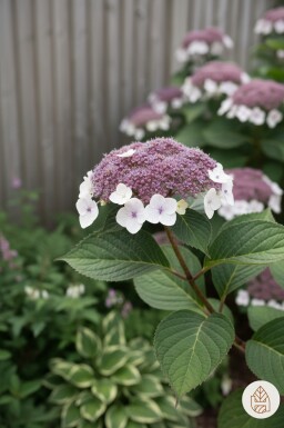 Hydrangea aspera 'Macrophylla' buske 60-80 cm