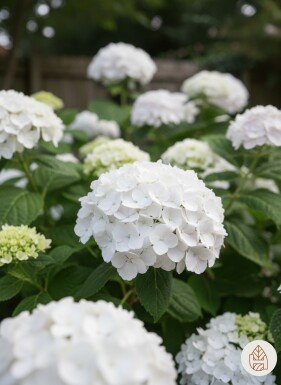 Hydrangea macrophylla 'The Bride' buske 30-35 cm