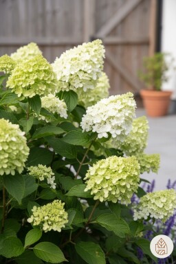 Hydrangea paniculata 'Little Lime' buske 30-40 cm