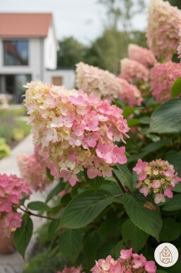 Hydrangea paniculata 'Pink Diamond' buske 30-40 cm