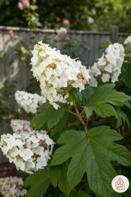 Hydrangea quercifolia buske 25-30 cm