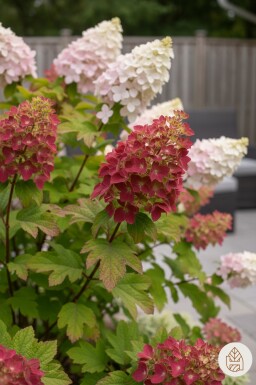 Hydrangea quercifolia 'Ruby Slippers' buske 40-50 cm