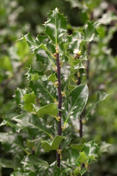 Ilex × meserveae 'Blue Angel' C3 30-40