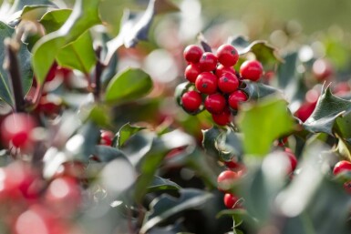 Ilex × meserveae 'Blue Angel' C3 30-40
