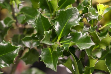 Ilex × meserveae 'Blue Angel' C3 30-40