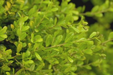 Ilex crenata 'Golden Gem' C2,5 25-30