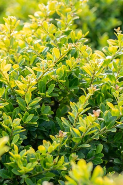 Ilex crenata 'Golden Gem' C3 30-40