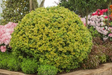 Ilex crenata 'Golden Gem' C7,5 40-50