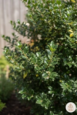 Ilex meserveae 'Blue Princess' buske 30-40 cm