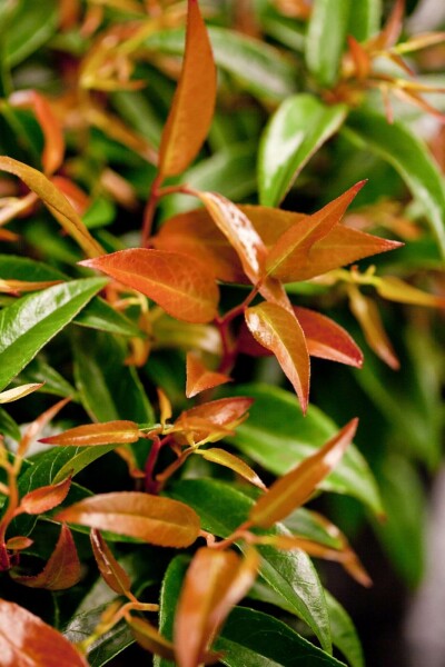 Leucothoe keiskei 'Royal Ruby' c13 40-50