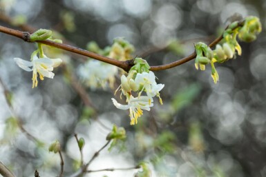 Lonicera fragrantissima C2 70-90