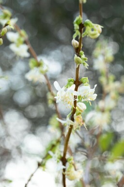 Lonicera fragrantissima C2 50-60