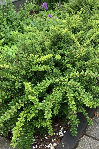 Lonicera nitida 'Maigrün' buske 15-20 cm