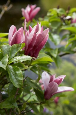 Magnolia 'Susan' buske 60-80 cm
