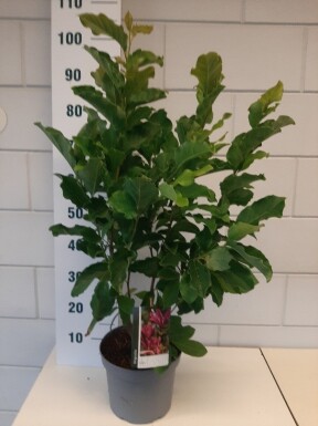 Magnolia 'Susan' buske 60-80 cm