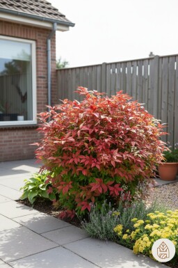 Nandina domestica 'Firepower' buske 30-35 cm