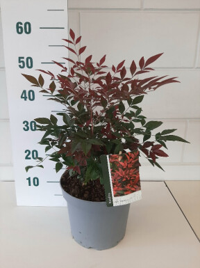 Nandina domestica 'Obsessed' buske 30-40 cm