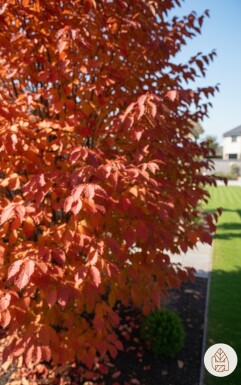 Parrotia persica buske 80-100 cm