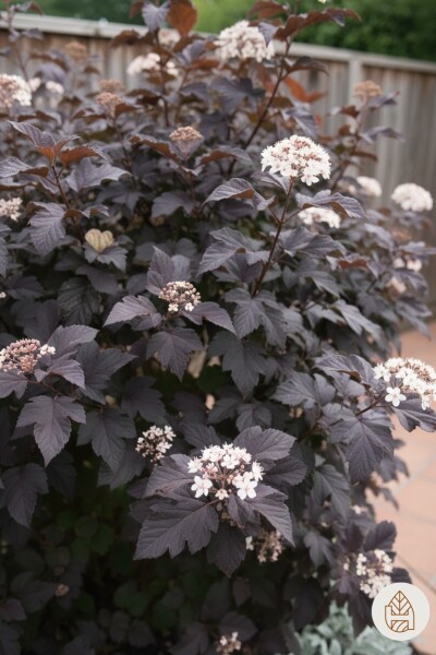 Physocarpus opulifolius 'Diabolo' buske 80-100 cm