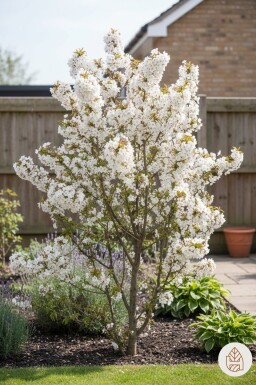 Prunus nipponica 'Brillant' buske 60-70 cm