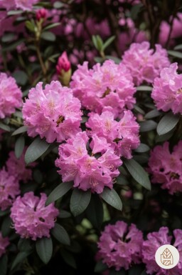 Rhododendron 'Roseum Elegans' buske 50-60 cm