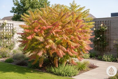 Rhus typhina 'Tiger Eyes' buske 30-40 cm