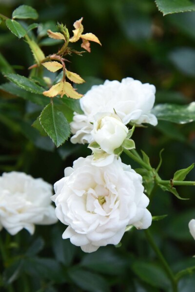 Rosa 'White Fairy' C1,5 15-20