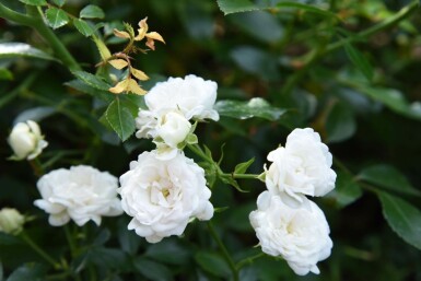Rosa 'White Fairy' C1,5 15-20