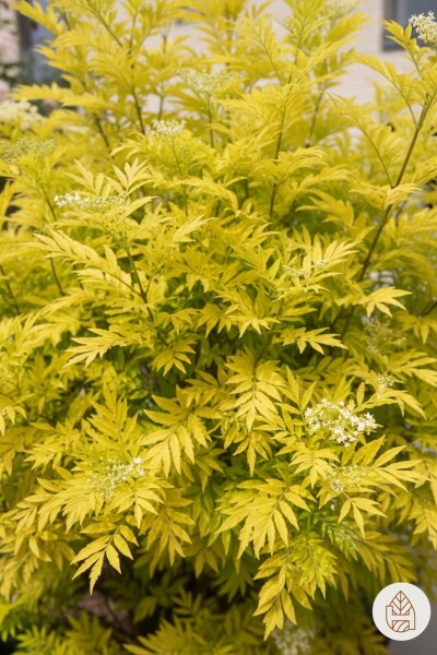 Sambucus nigra 'Golden Tower' buske 30-40 cm