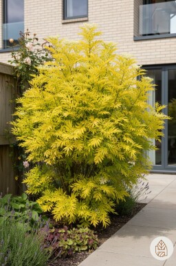 Sambucus nigra 'Golden Tower' buske 30-40 cm