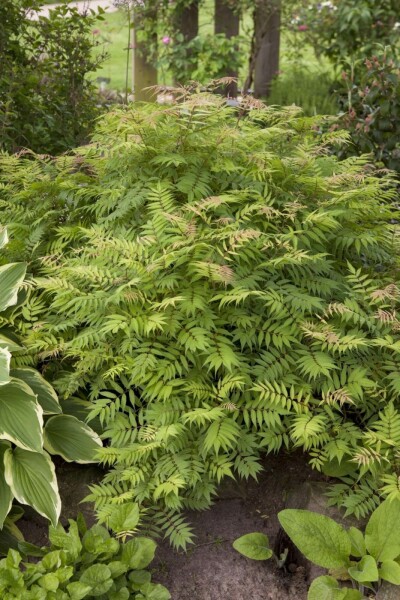 Sorbaria sorbifolia 'Sem' C3 40-50