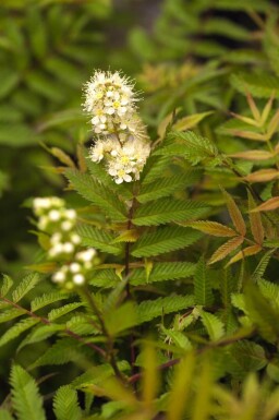 Sorbaria sorbifolia 'Sem' C3 40-50
