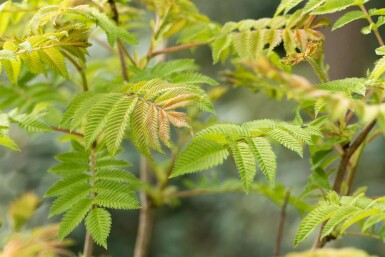 Sorbaria sorbifolia 'Sem' C3 40-50