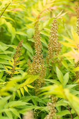 Sorbaria sorbifolia 'Sem' C3 40-50