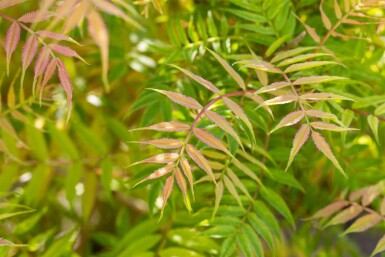 Sorbaria sorbifolia 'Sem' C3 40-50