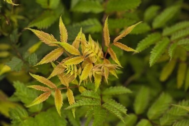 Sorbaria sorbifolia 'Sem' C3 40-50
