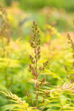 Sorbaria sorbifolia 'Sem' C3 40-50