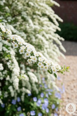 Spiraea cinerea 'Grefsheim' buske 60-80 cm