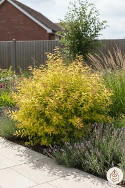 Spiraea japonica 'Golden Princess' buske 15-20 cm