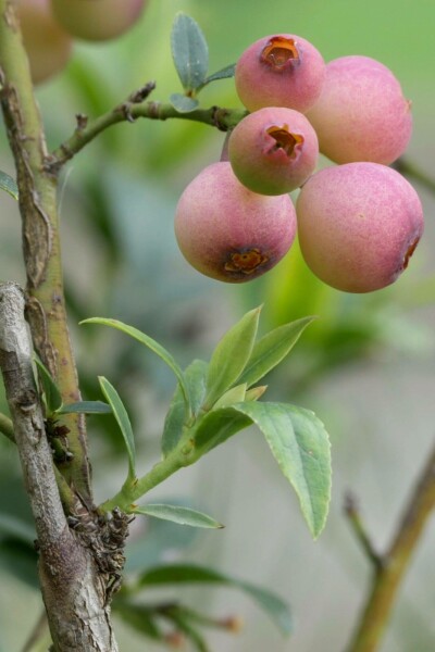 Vaccinium corymbosum 'Pink Lemonade' C2 70-90