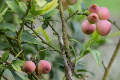 Vaccinium corymbosum 'Pink Lemonade' C2 70-90