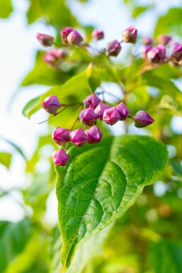 Frilandsklerodendrum Clerodendrum trichotomum buske Clerodendrum trichotomum buske